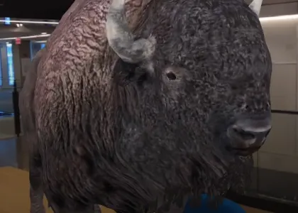 a photo showing a 3d buffalo on a conference room table